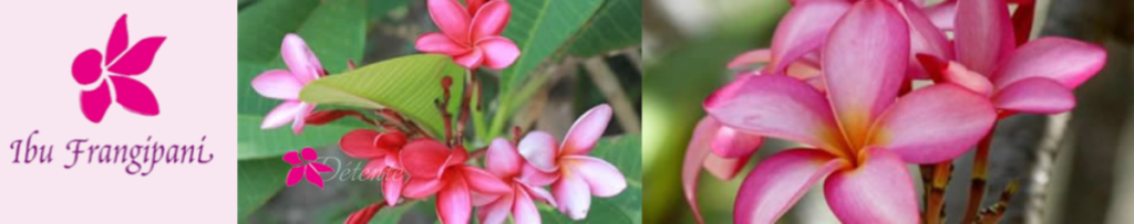 banniere-ibu-frangipani